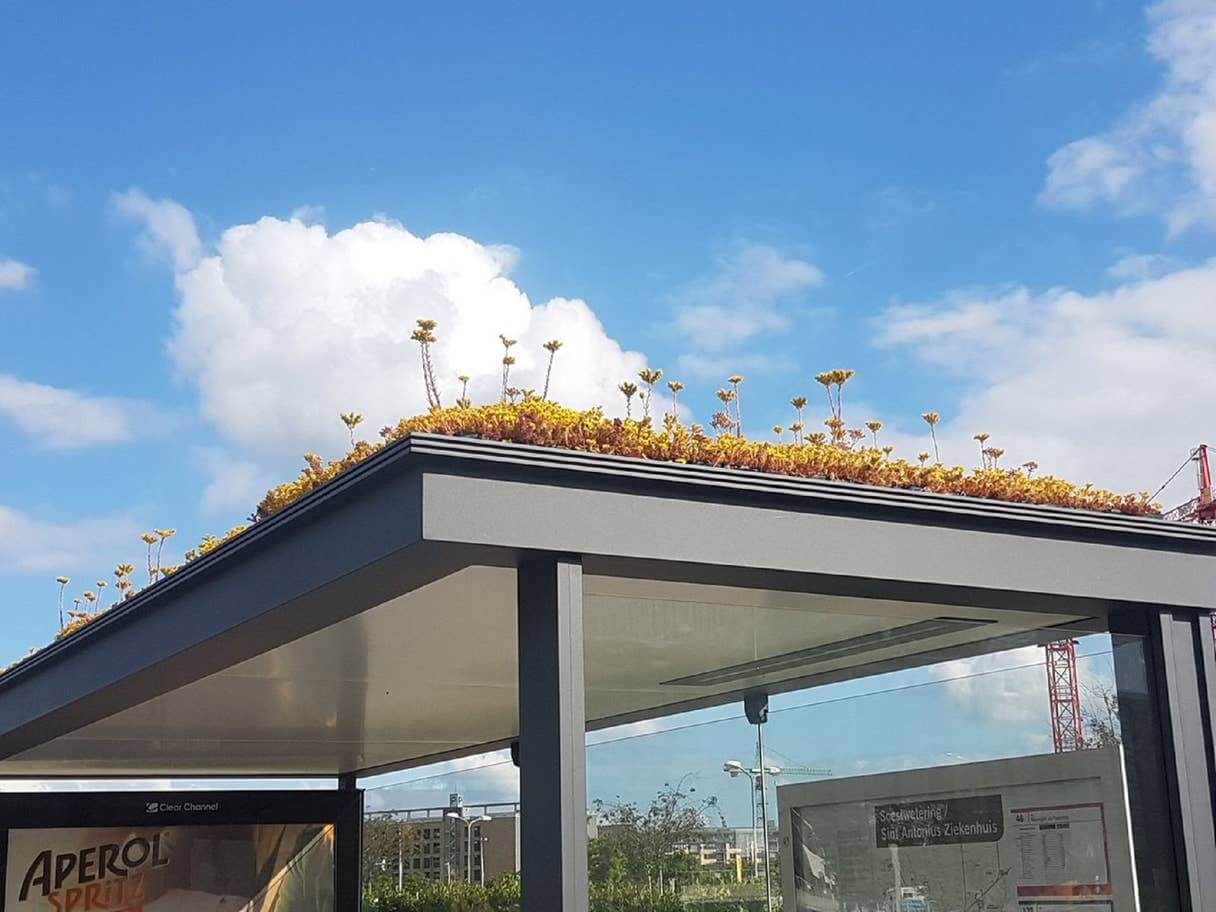 Flores em pontos de ônibus na Holanda para atrair abelhas