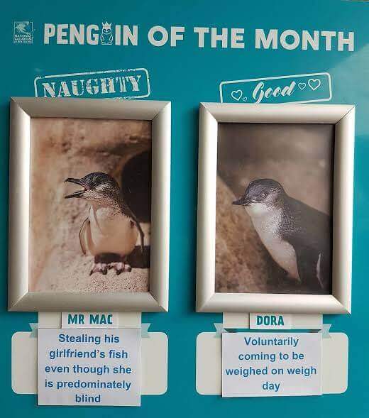 Aquário na Nova Zelândia elege o pinguim bom e o pinguim mau do mês