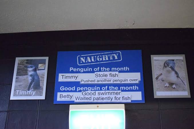 Aquário na Nova Zelândia elege o pinguim bom e o pinguim mau do mês