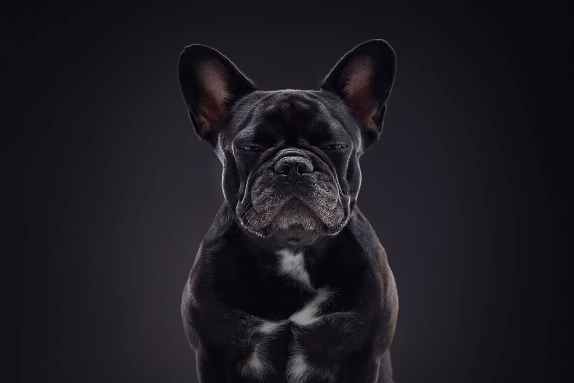 Os retratos caninos de Alexander Khokhlov