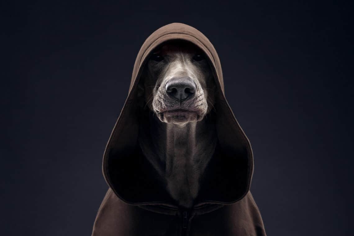 Os retratos caninos de Alexander Khokhlov