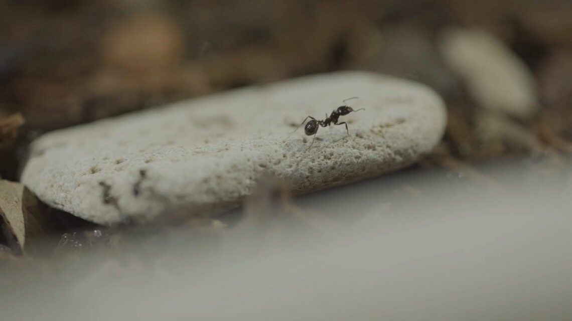Você já viu formigas que além de pequenas trabalhadoras, são grandes influencers?